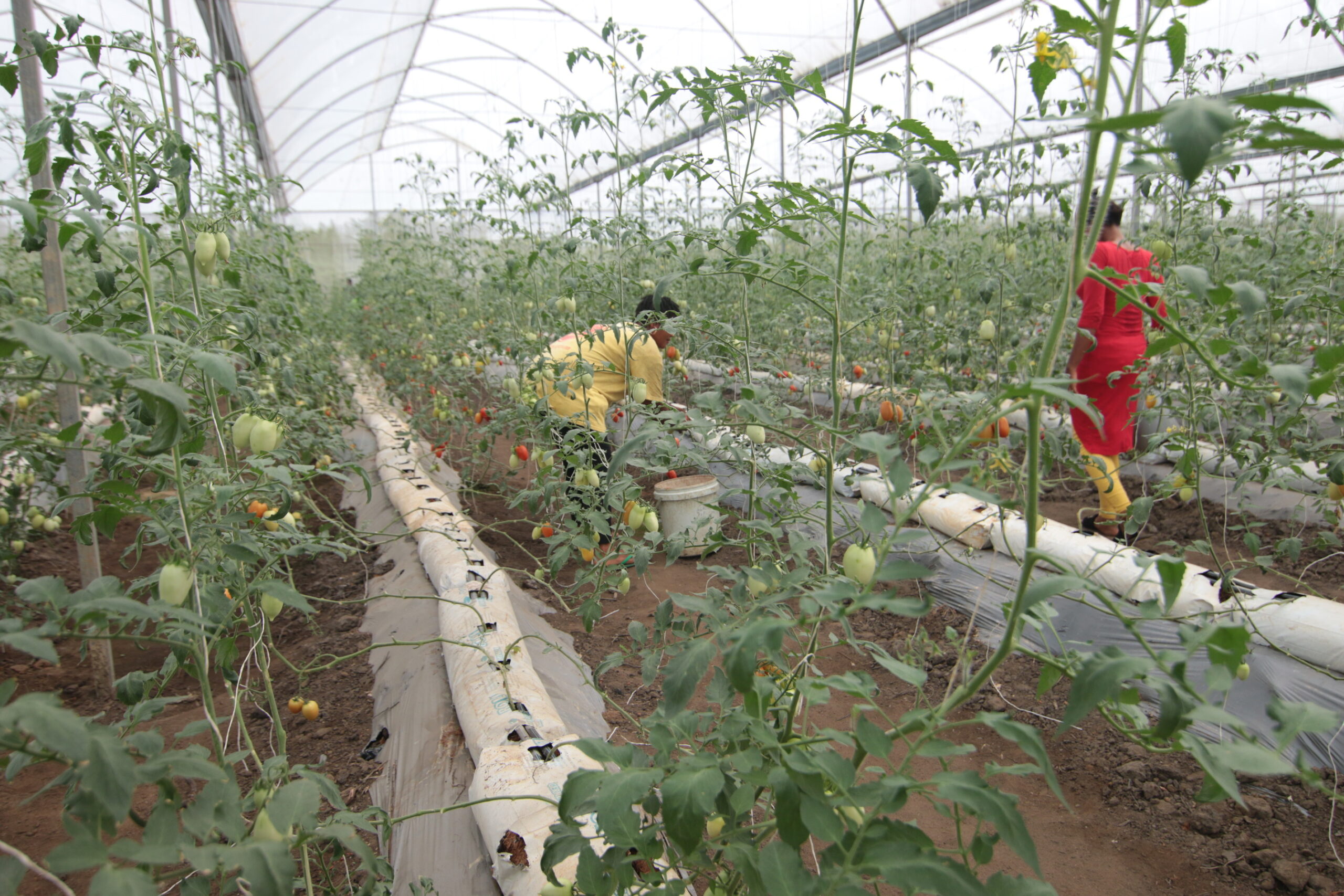 The early years of Greenhouse, Uyo Green house, Uyo